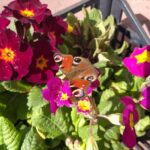 Prymulka / Agrocentrum Kielce