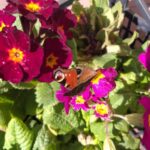 Prymulka / Agrocentrum Kielce