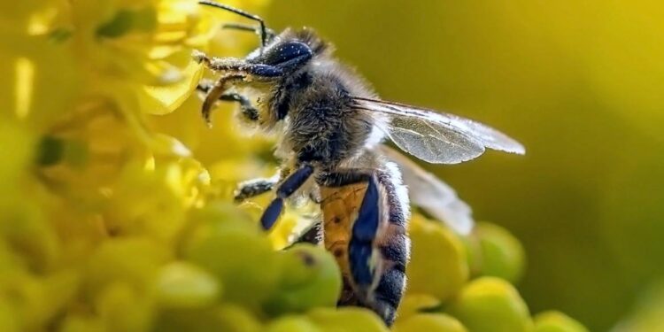 Pszczoła / pinterest.com