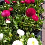 Stokrotki / Agrocentrum Kielce