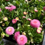 Stokrotki / Agrocentrum Kielce