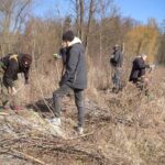 03.04.2022. Kazimierza Wielka. Nasadzenia drzewek wiśni / Gmina Kazimierza Wielka