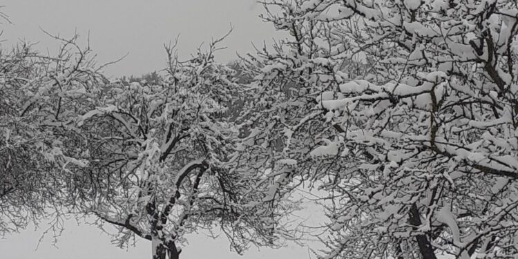śnieg drzewa / Dionizy Krawczyński / Radio Kielce