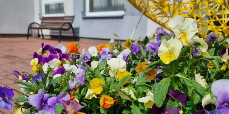 Wkrótce ulice Kielc ozdobią kolorowe kwiaty