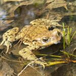 07.04.2022. Kielce. Żaby / Wiktor Taszłow / Radio Kielce