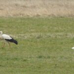 05.04.2022. Strożyska. Bocian / Jarosław Kruk