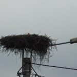 05.04.2022. Strożyska. Bocian / Jarosław Kruk