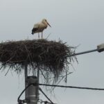 05.04.2022. Strożyska. Bocian / Jarosław Kruk