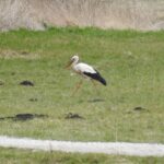 05.04.2022. Strożyska. Bocian / Jarosław Kruk