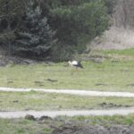05.04.2022. Strożyska. Bocian / Jarosław Kruk