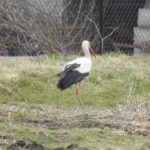 05.04.2022. Strożyska. Bocian / Jarosław Kruk