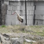 05.04.2022. Strożyska. Bocian / Jarosław Kruk