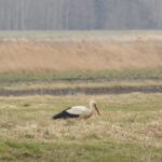 05.04.2022. Strożyska. Bocian / Jarosław Kruk
