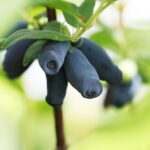 Jagoda kamczacka / PAP