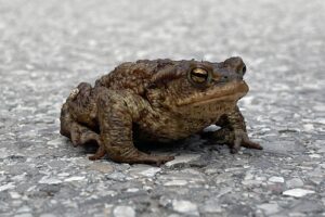 Miasto uratuje żaby! Za rok