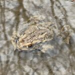 07.04.2022. Kielce. Żaby / Wiktor Taszłow / Radio Kielce