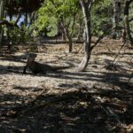 Muzyczne podróże. Dominikana / Klaudia Kimmel