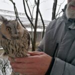 03.04.2022. Złota. Ptasi Azyl „Ptakolub”. Na zdjęciu: Tadeusz Ptak, właściciel ośrodka z sową uszatką / Marta Gajda-Kruk / Radio Kielce