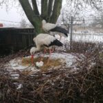 Ptasi Azyl w Złotej / Marta Gajda-Kruk / Radio Kielce