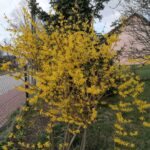 Forsycja / Marta Gajda-Kruk / Radio Kielce