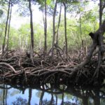 Muzyczne podróże. Dominikana / Klaudia Kimmel