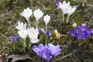 12.04.2022. Kielce. Ogród botaniczny / Wiktor Taszłow / Radio Kielce