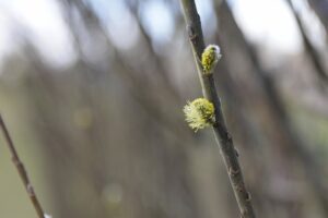 12.04.2022. Kielce. Ogród botaniczny / Wiktor Taszłow / Radio Kielce