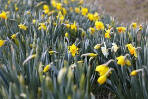 12.04.2022. Kielce. Ogród botaniczny / Wiktor Taszłow / Radio Kielce