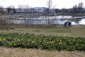 12.04.2022. Kielce. Ogród botaniczny / Wiktor Taszłow / Radio Kielce