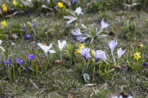 12.04.2022. Kielce. Ogród botaniczny / Wiktor Taszłow / Radio Kielce