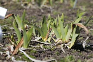 12.04.2022. Kielce. Ogród botaniczny / Wiktor Taszłow / Radio Kielce