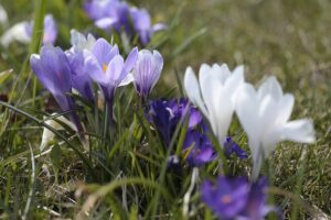 12.04.2022. Kielce. Ogród botaniczny / Wiktor Taszłow / Radio Kielce