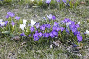 12.04.2022. Kielce. Ogród botaniczny / Wiktor Taszłow / Radio Kielce