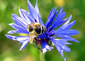 Mała pszczółka pije nektar z kwiatka bławatka / Robert Boryka / Radio Kielce