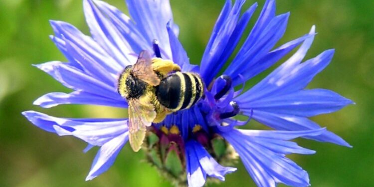 Mała pszczółka pije nektar z kwiatka bławatka / Robert Boryka / Radio Kielce