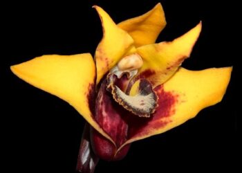 Orchidea / Uniwersytet Gdański