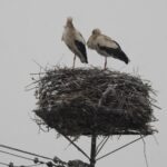 05.04.2022. Szczerbaków. Bociany / Jarosław Kruk