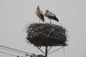 05.04.2022. Szczerbaków. Bociany / Jarosław Kruk