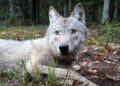 Świętokrzyski wilk Gagat i jego rodzina zamieszkują czeskie lasy