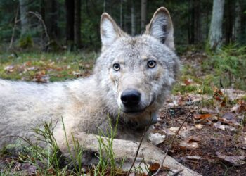 Świętokrzyski wilk Gagat i jego rodzina zamieszkują czeskie lasy