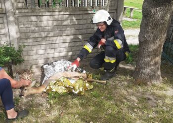 17.05.2022. Micigózd. Strażacy uratowali sarnę / OSP KSRG Piekoszów