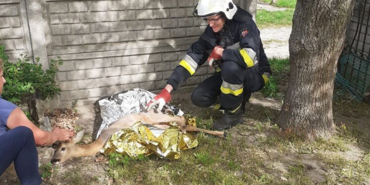 17.05.2022. Micigózd. Strażacy uratowali sarnę / OSP KSRG Piekoszów