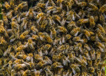 Na miejskich skwerach pojawiły się budki dla owadów – szczególnie dla pszczół murarek i trzmieli