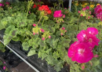 21.05.2022. Kielce. Kwiatki balkonowe na targowisku przy ulicy Magazynowej / Monika Miller / Radio Kielce