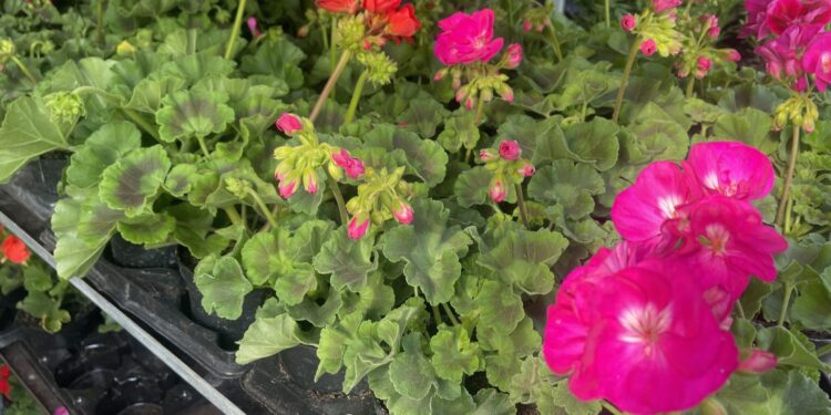 21.05.2022. Kielce. Kwiatki balkonowe na targowisku przy ulicy Magazynowej / Monika Miller / Radio Kielce