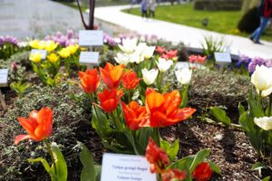 01.05.2022. Kielce. Ogród botaniczny w wiosennej odsłonie / Wiktor Taszłow / Radio Kielce