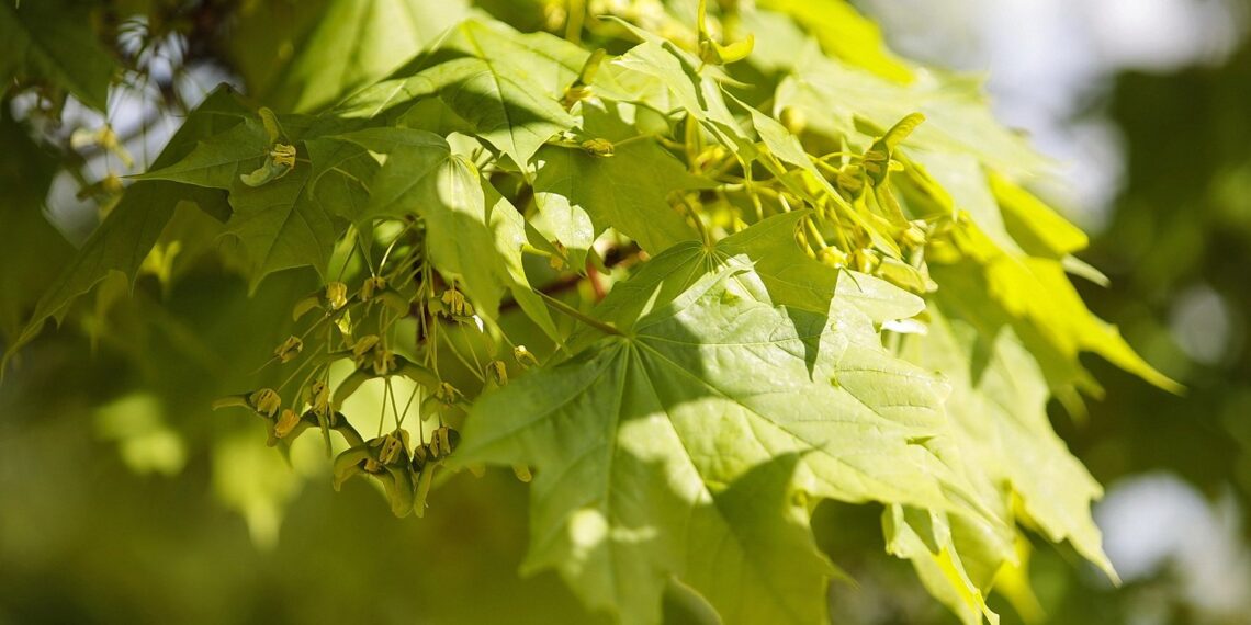 Kielce. Ogród Botaniczny (08.05.2022) / Fot. Wiktor Taszłow - Radio Kielce