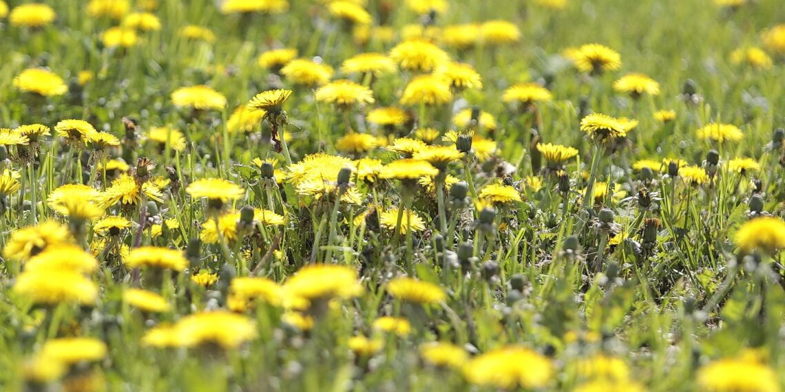 Kielce. Ogród Botaniczny (08.05.2022) / Fot. Wiktor Taszłow - Radio Kielce