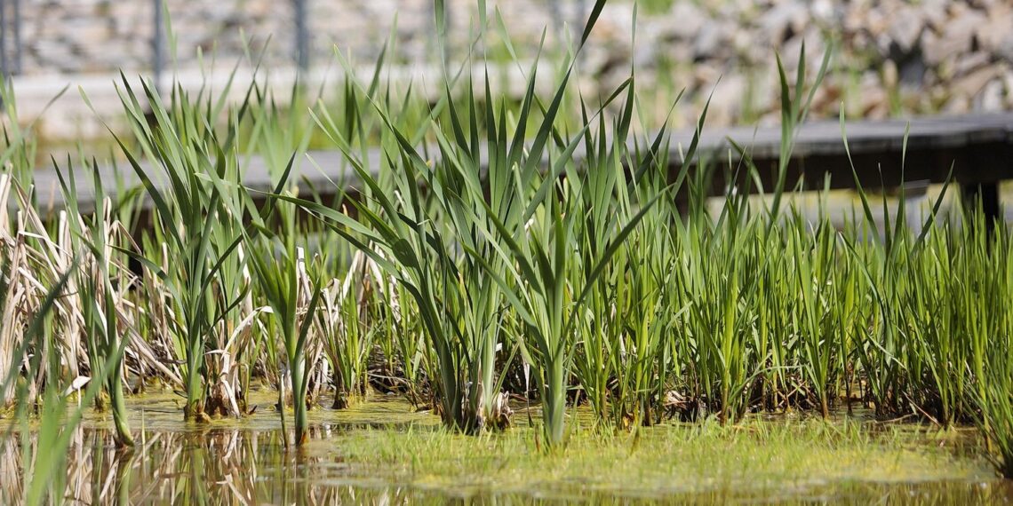 Kielce. Ogród Botaniczny (08.05.2022) / Fot. Wiktor Taszłow - Radio Kielce