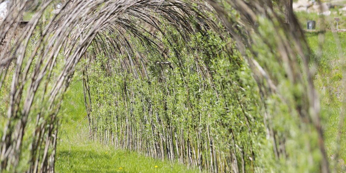 Kielce. Ogród Botaniczny (08.05.2022) / Fot. Wiktor Taszłow - Radio Kielce